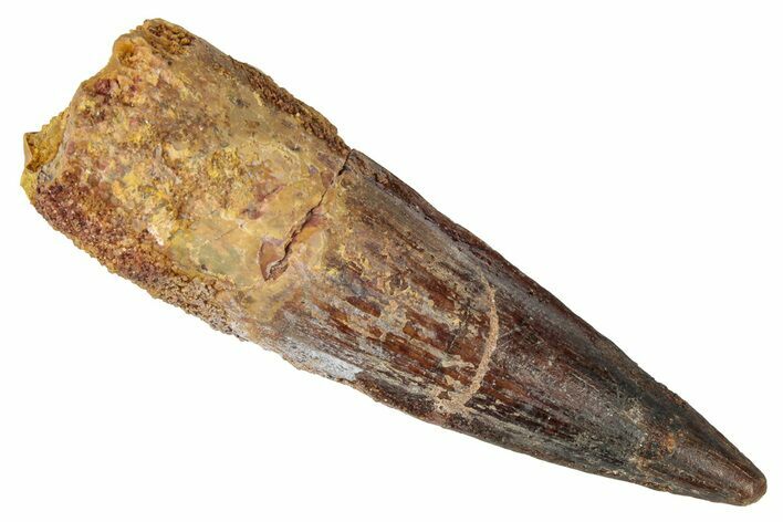 Fossil Spinosaurus Tooth - Real Dinosaur Tooth #346283